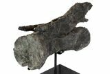 Diplodocus Caudal Vertebra With Metal Stand - Colorado #77918-5